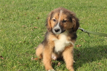 PAN, Hund, Mischlingshund in Hagen