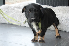 SELMIN, Hund, Mischlingshund in Hagen