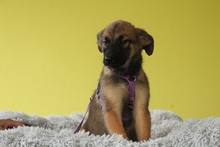 EMMA, Hund, Mischlingshund in Hagen