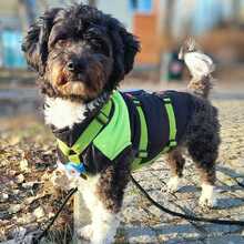 OSKAR, Hund, Bolonka Zwetna in Berlin