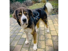 STROPP, Hund, Mischlingshund in Erdmannhausen