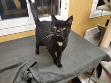 SIRWILLIAM, Katze, Hauskatze in Großröhrsdorf