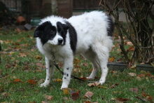 POOLY, Hund, Mischlingshund in Großröhrsdorf