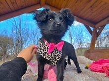 PIMPINELLA, Hund, Mischlingshund in Mönchengladbach