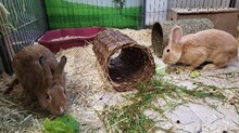 TOFFI, Hasenartige, Kaninchen in Großröhrsdorf