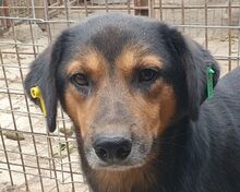 CHRIS, Hund, Mischlingshund in Rumänien