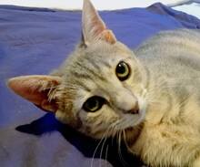 ROSA, Katze, Hauskatze in Griechenland