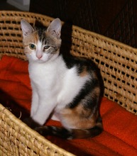 SOU, Katze, Hauskatze in Griechenland