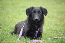 JANA, Hund, Mischlingshund in Hagen