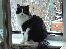 SURI, Katze, Langhaarkatze in Castrop-Rauxel