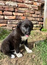 RUBYBELL, Hund, Mischlingshund in Hockenheim