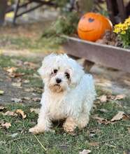 BIBI, Hund, Malteser in Köln