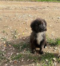 ALISTAIRELLINGTON, Hund, Mischlingshund in Neckargemünd