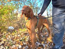 PAUL, Hund, Magyar Vizsla in Ungarn