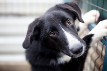 HARRY, Hund, Mischlingshund in Rumänien