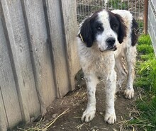 ARNO, Hund, Mischlingshund in Rumänien