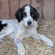 ARNO, Hund, Mischlingshund in Riedstadt