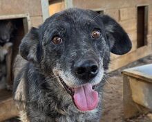 JACKO, Hund, Mischlingshund in Nümbrecht