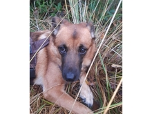 MILENA, Hund, Mischlingshund in Münster