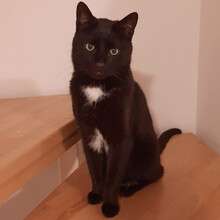 BLACKY, Katze, Europäisch Kurzhaar in Betzenstein