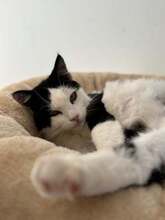 ROSALIA, Katze, Hauskatze in Rumänien