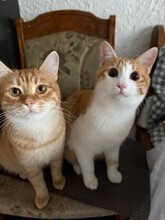 FRITZ, Katze, Europäisch Kurzhaar in Berlin