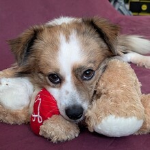 BISCUIT, Hund, Mischlingshund in Rumänien