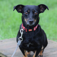 AMELIE, Hund, Mischlingshund in Ungarn