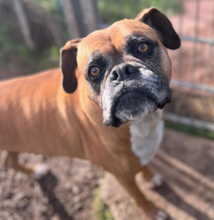 LUNA, Hund, Boxer in Italien