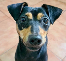 PINKY, Hund, Ratero/ Pinscher in Spanien