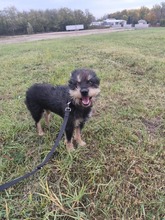 PICKNICK, Hund, Mischlingshund in Ungarn