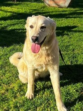 EMILY, Hund, Mischlingshund in Griechenland