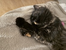 MAMASILENCE, Katze, Europäische Langhaarkatze in Birkenwerder