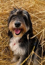 TITO, Hund, Terrier in Lingen