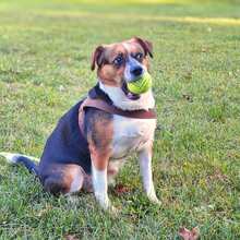 MISKA, Hund, Mischlingshund in München