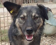 PEARL, Hund, Mischlingshund in Rumänien