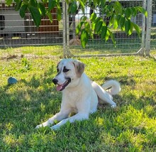 AENNA, Hund, Mischlingshund in Griechenland