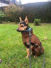 LLUNA, Hund, Mischlingshund in Radevormwald