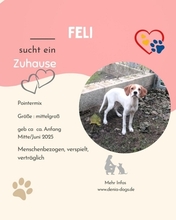 FELI, Hund, Pointer-Mix in Hamburg