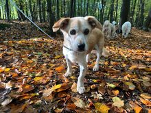 SUSI, Hund, Mischlingshund in Essen