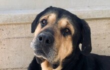 VINUR, Hund, Mischlingshund in Viersen