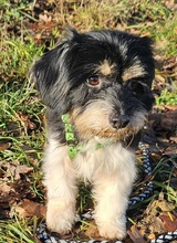 CUTIE, Hund, Malteser-Pudel-Mix in Karben