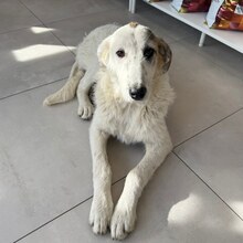 ANABELL, Hund, Mischlingshund in Rumänien