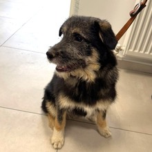 MARIMAR, Hund, Mischlingshund in Rumänien