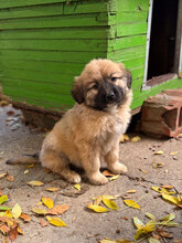 SASHKO, Hund, Mischlingshund in Bulgarien