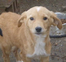 NACHOS, Hund, Mischlingshund in Bulgarien