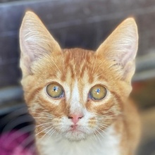 COLLIN, Katze, Hauskatze in Griechenland