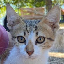 FENRIS, Katze, Hauskatze in Griechenland