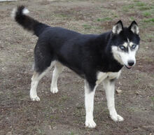 ALISA, Hund, Siberian Husky in Ungarn