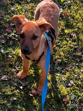 BERNO, Hund, Mischlingshund in Nürnberg